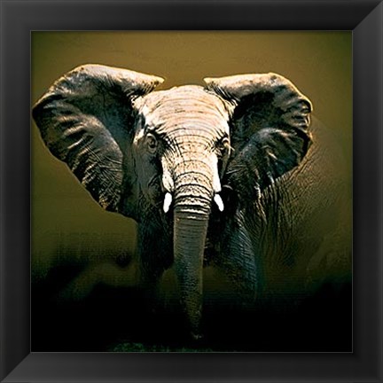 Framed On Safari Print