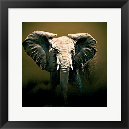 Framed On Safari Print