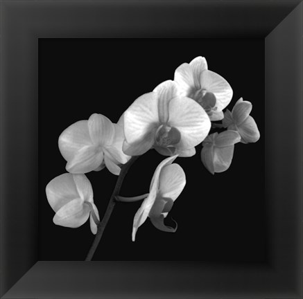 Framed Orchid Illusion I Print