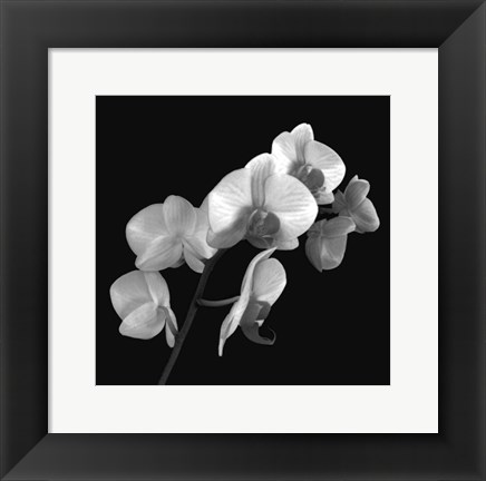 Framed Orchid Illusion I Print