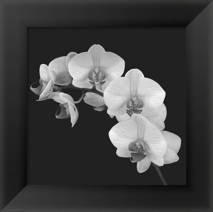 Framed Orchid Illusion II Print