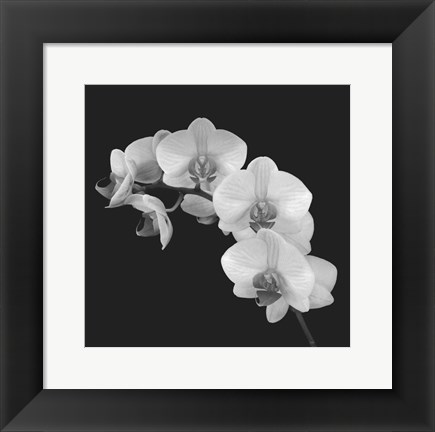 Framed Orchid Illusion II Print