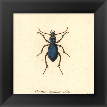 Framed Carabus Cyaneus Print