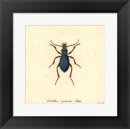 Framed Carabus Cyaneus Print