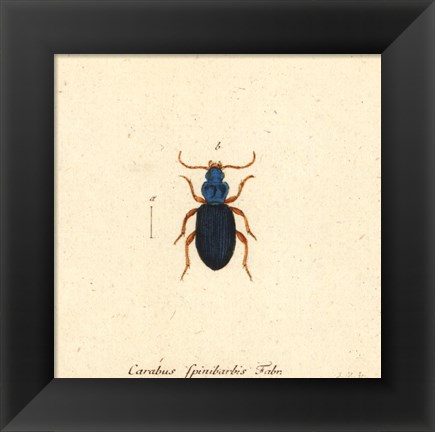 Framed Carabus Fpinibarbis Print