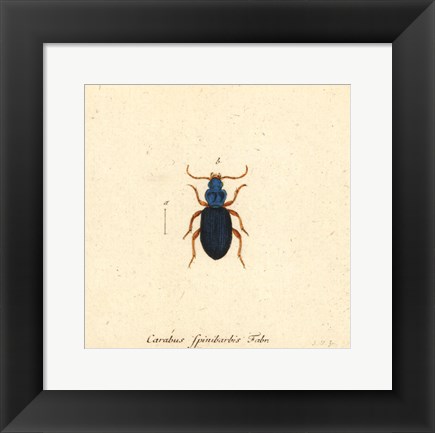 Framed Carabus Fpinibarbis Print