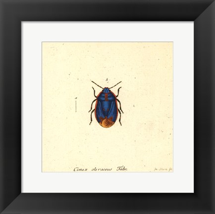 Framed Cimex Oleraceus Print