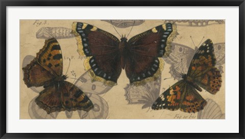 Framed Bold Butterfly Panel III Print