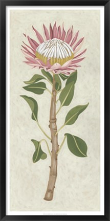 Framed Non-Embellished Protea I Print