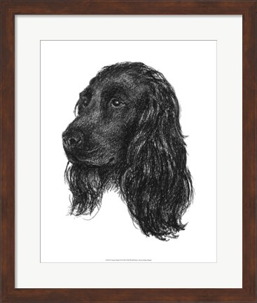 Framed Canine Study IV Print