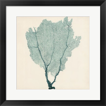 Framed Sea Fan I Print