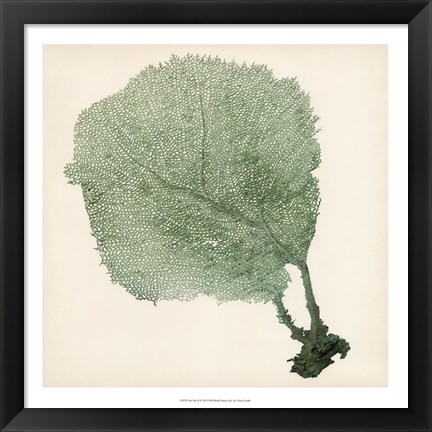 Framed Sea Fan II Print