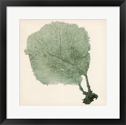 Framed Sea Fan II Print