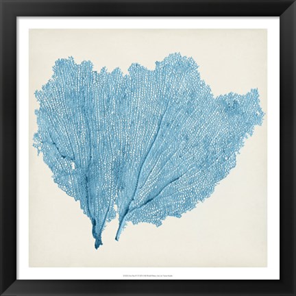 Framed Sea Fan IV Print