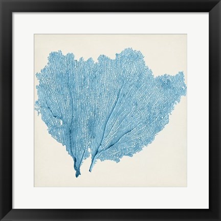 Framed Sea Fan IV Print