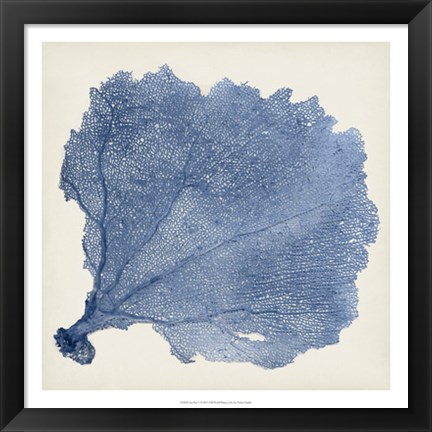 Framed Sea Fan V Print