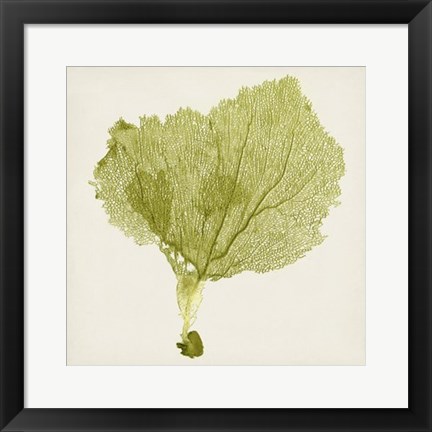 Framed Sea Fan VIII Print