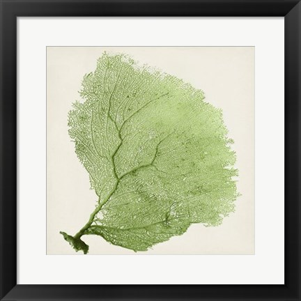 Framed Sea Fan IX Print