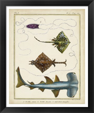 Framed Antique Rays &amp; Fish I Print