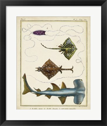 Framed Antique Rays &amp; Fish I Print