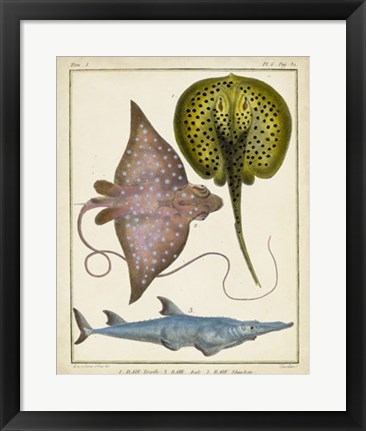 Framed Antique Rays &amp; Fish II Print