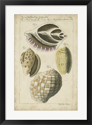 Framed Vintage Shell Study I Print