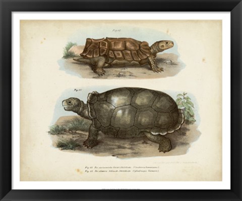 Framed Antique Turtle Pair I Print