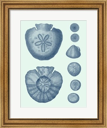 Framed Coastal Curio IV Print