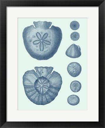 Framed Coastal Curio IV Print