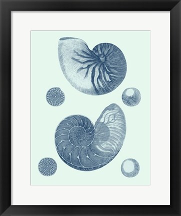 Framed Coastal Curio VI Print