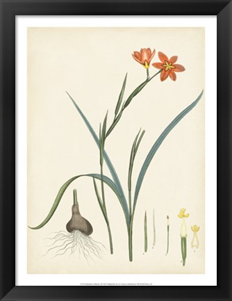 Framed Splendors of Botany III Print