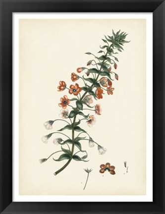 Framed Splendors of Botany V Print