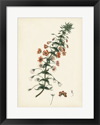 Framed Splendors of Botany V Print