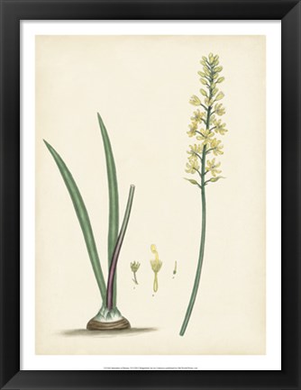 Framed Splendors of Botany VI Print