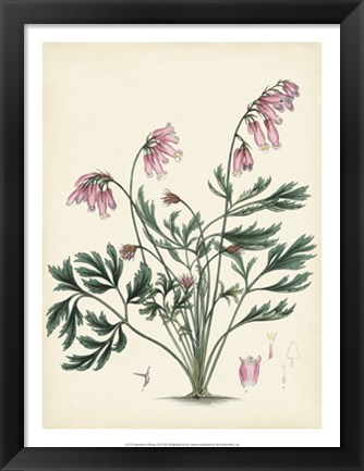 Framed Splendors of Botany VII Print