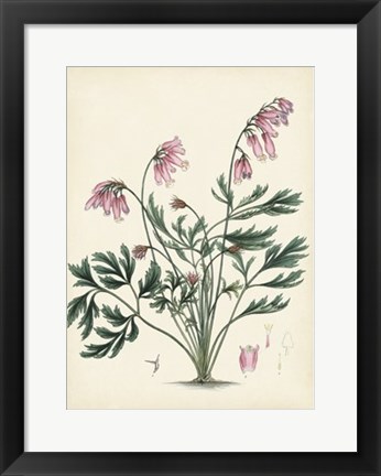 Framed Splendors of Botany VII Print