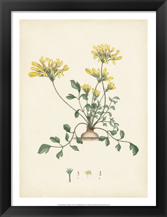 Framed Splendors of Botany VIII Print