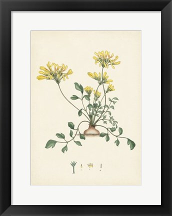 Framed Splendors of Botany VIII Print