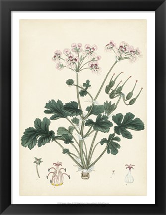 Framed Splendors of Botany IX Print