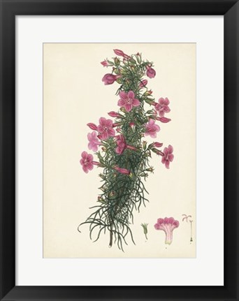 Framed Splendors of Botany XII Print