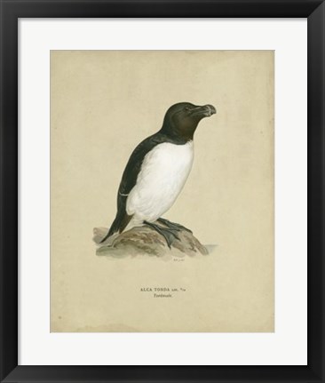 Framed Antique Penguin I Print