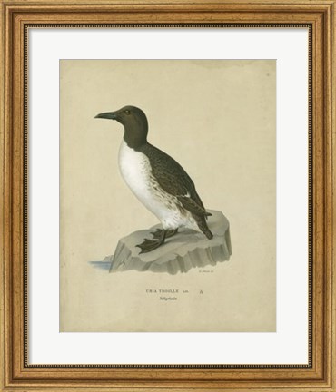 Framed Antique Penguin II Print