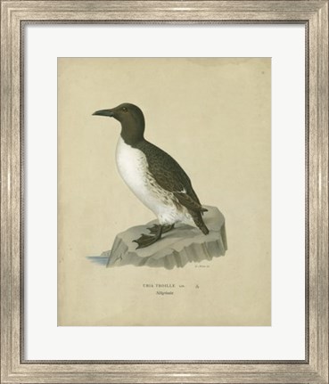 Framed Antique Penguin II Print