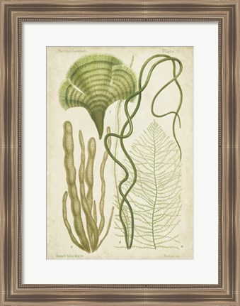 Framed Seaweed Specimen in Green II Print