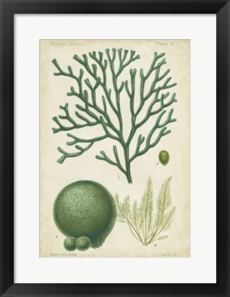 Framed Seaweed Specimen in Green IV Print