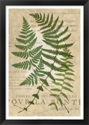 Framed Fern Folio I Print