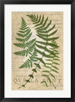 Framed Fern Folio I Print