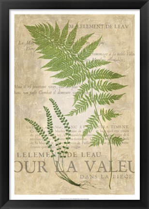 Framed Fern Folio II Print