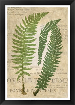 Framed Fern Folio III Print