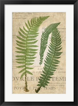 Framed Fern Folio III Print